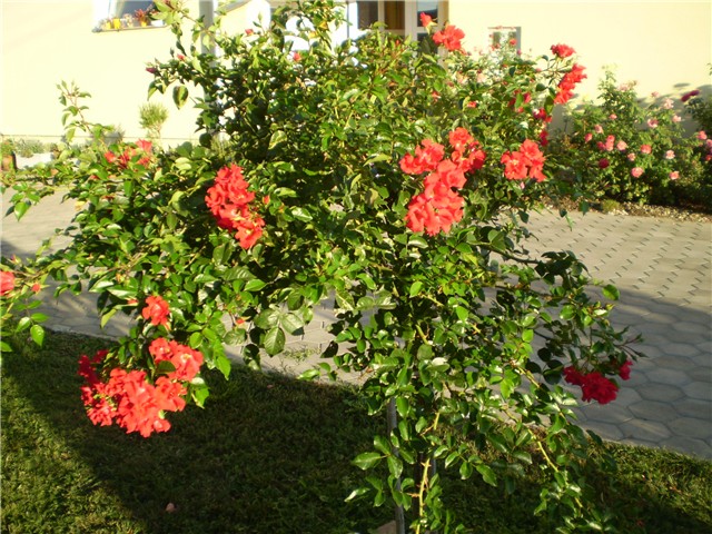 ružica